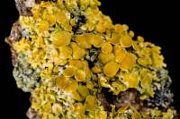 Lichen (Xanthoria parietina)